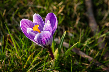 Krokus im Fr&uuml;hling