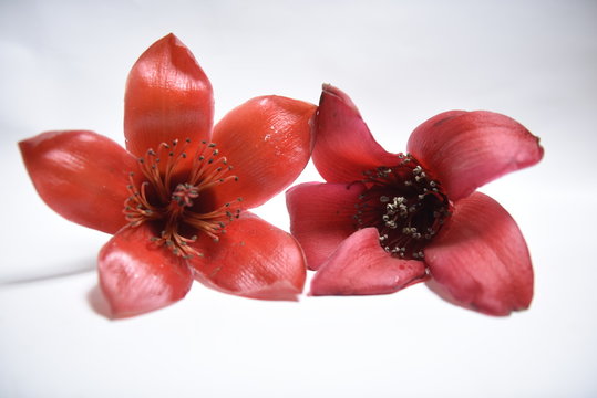 Red Silk Cotton Flower Bombax Ceiba