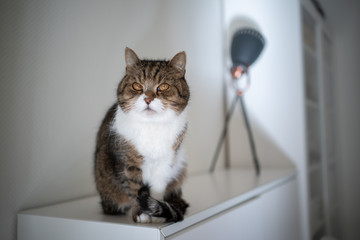 tabby white british shorthair cat sitting on cupboard