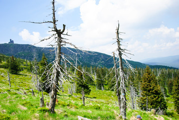 suche swierki © Wojciech