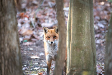 Wild Red Fox peeking from behind a tree in a Maryland forest
