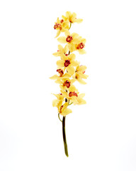 Yellow Cymbidium Orchid on white background