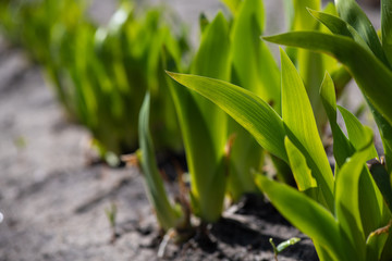 Obraz premium Green flower leawes awakening spring nature macro focus light day