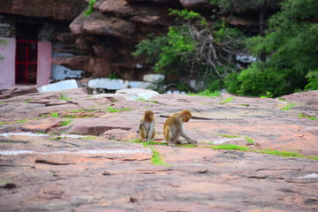 nature lover its mother monkey with her son 