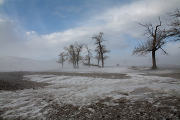 altai steppe trees fog snow