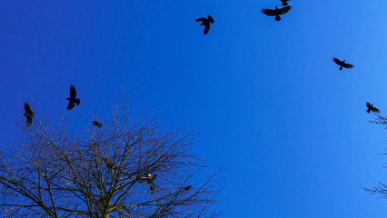 Flock of birds silhouette and tree branches on a classic blue sky background. Space for text. Business concept.