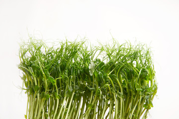 sprouted peas Green pea sprouts on a white background.