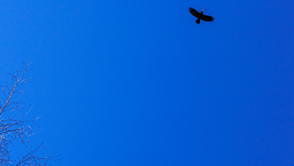 View of bird silhouette and tree branch on a classic blue sky background. Space for text. Business concept.