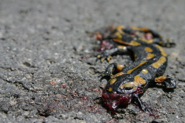 Toter Feuersalamander