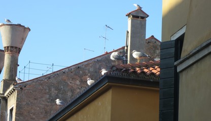 Vögel auf einem Hausdach mit Schornstein
