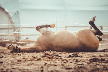 gelding horse scratching itself on ground in paddock in spring daytime