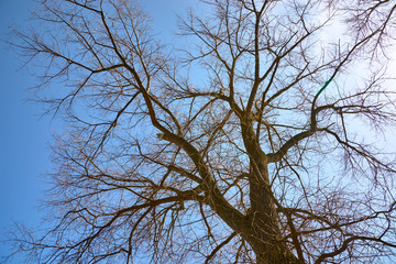 tree without leaves against the sky