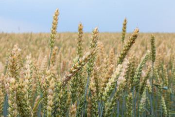 Growing crop on field. Almost ripe rye. Ripening rye ears, blurred field and sky in background. Wheat green and beige spikes, summer day. Closeup shot of