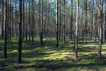 gęsty las sosnowy porośnięty mchem