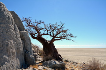 African desert Baobab