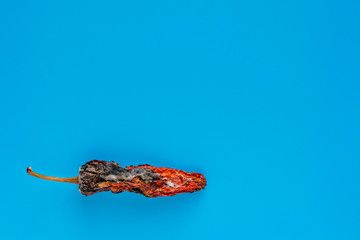 Rotten bitter pepper