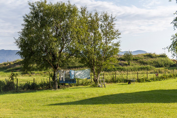 clothes hanging between two leafy trees in the middle of a green meadow 