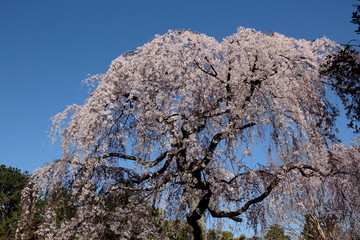 満開の枝垂れ桜