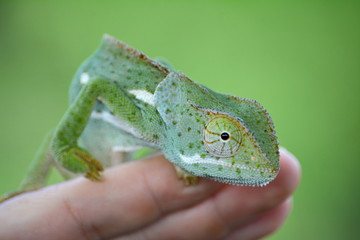 Chameleon on hand