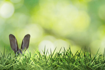 cute easter bunny ears with green grass and green background