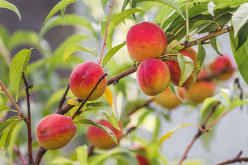 Ripe juicy peaches on a tree branch in the garden_