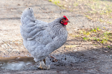 Gray chicken in the farm yard, breeding chickens_