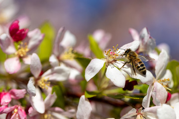 bee on a flower