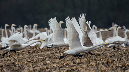 Łabędzie krzykliwe © Wojciech