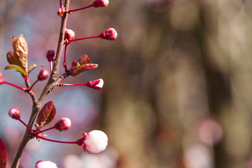 bright pink and white flowers on trees, blooming, spring landscape, beautiful background