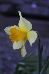 Yellow daffodil blooming on a city street