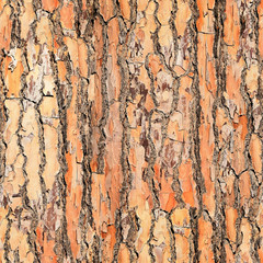 Stone pine (Umbrella pine) tree trunk seamless texture. Pisa. Italy.
