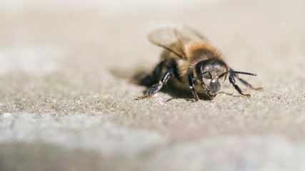Honigbiene