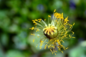 Rest einer Mohnblume