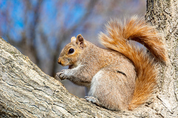 squirrel on a tree