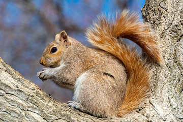 squirrel on a tree