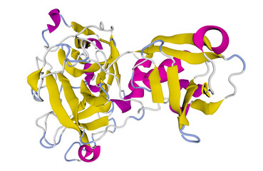 TMPS2_HUMAN (Transmembrane protease serine 2) Human ball and stick model isolated on white. Entry receptor for SARS-CoV-2. Covid-19, Coronavirus vaccine research & development. 3D rendering.