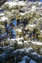 Snow and ice covered pine tree and leaves in the winter time