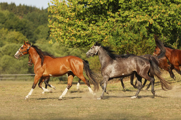 Herd of mares of sport horses galloping on pasture during summer morning, scene from farm
