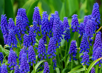 Pretty Grape Hyacinth or Muscari blooming in a spring garden.