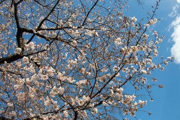 青空と桜