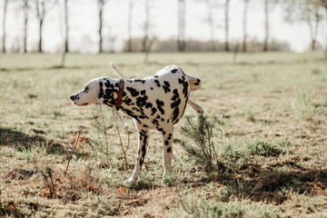 dalmatina dog pe in the field 