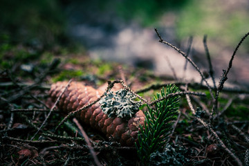 Zapfen im Wald