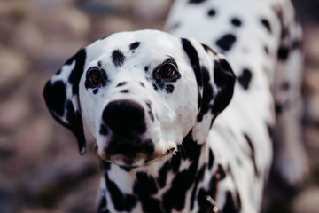 damatian dog close up