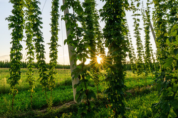Green hops field. Fully grown hop bines. Hops field in Bavaria Germany. Hops are main ingredients...