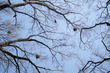 Baumspitze und Nester