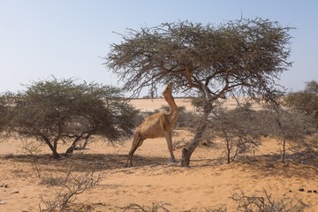 Fototapeta na wymiar Scene with Wild Dromedary Feeding off a Locust Tree in Southern Mauritania
