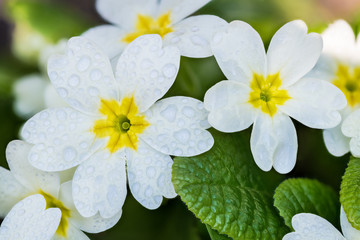 Wet white cowslip primrose flower heads group with yellow core and green leaves. Primula veris. Flowering perennial herb with water drops on close-up of fresh blooms in spring rainy weather. Top view.