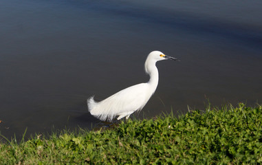 White bird in water
