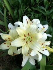 Fototapeta premium white lilies on black background