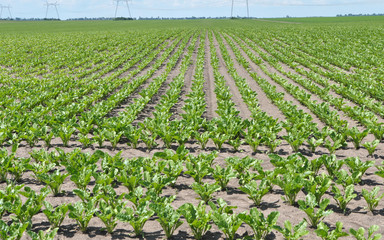 On the farm field grow sugar beets